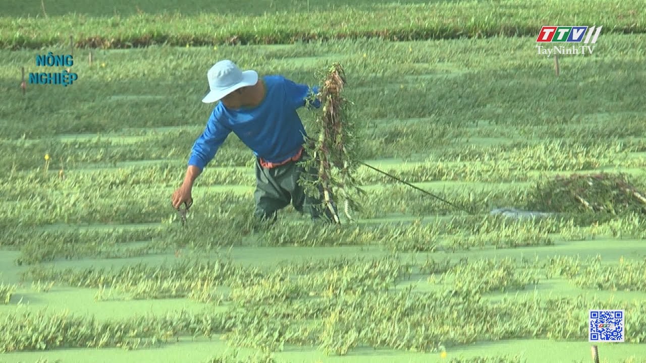 Trồng rau nhút, hiệu quả kinh tế cao | Nông nghiệp Tây Ninh | TayNinhTV